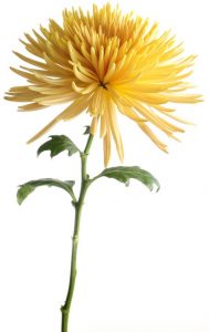 chrysantheme jaune