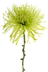 chrysanthème shamrock