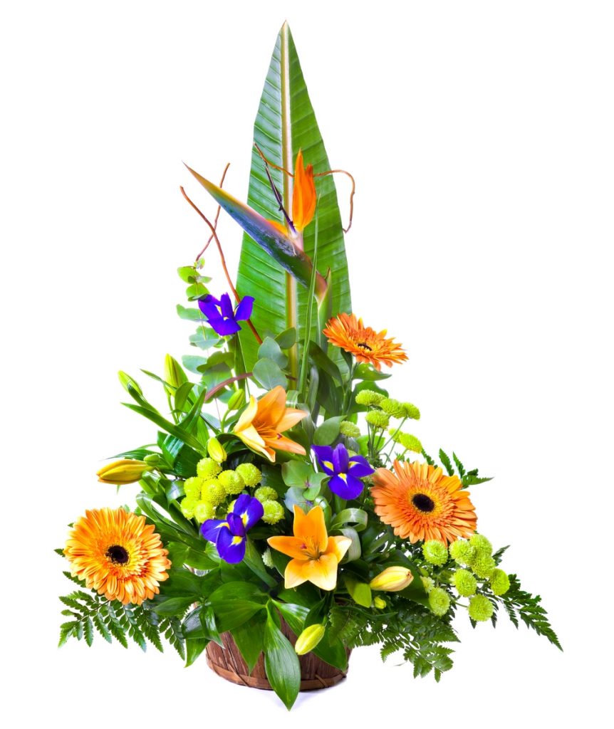 composition linéaire strelitzia