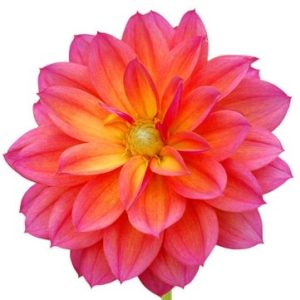 Image de Dahlia