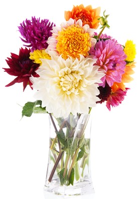 dahlia multicolore vase