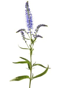 véronique à longues feuilles