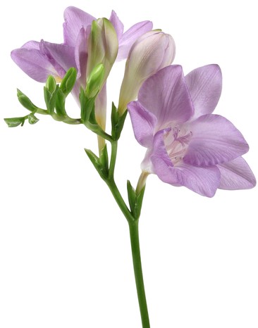 freesia parme