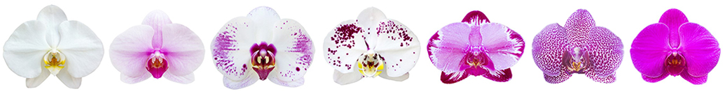 frise fleurons orchidée phalaenopsis