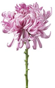 modern pink chrysanthemum