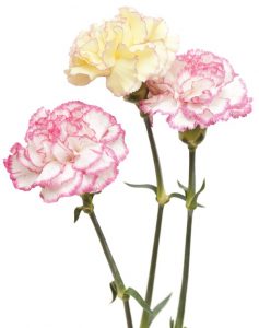 oeillet commun crème et rose