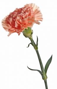 oeillet giroflée saumon