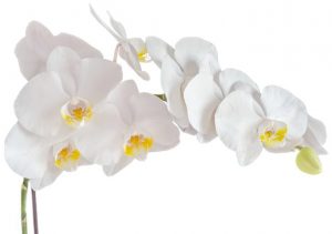 orchidée papillon blanche