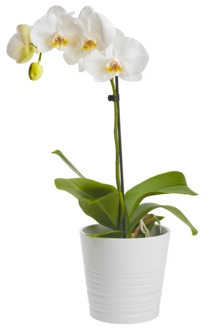 orchidée papillon en pot