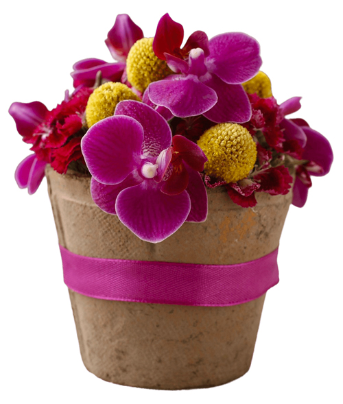 composition florale avec orchidée phalaenopsis