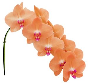 orchidée phalaeonopsis saumon