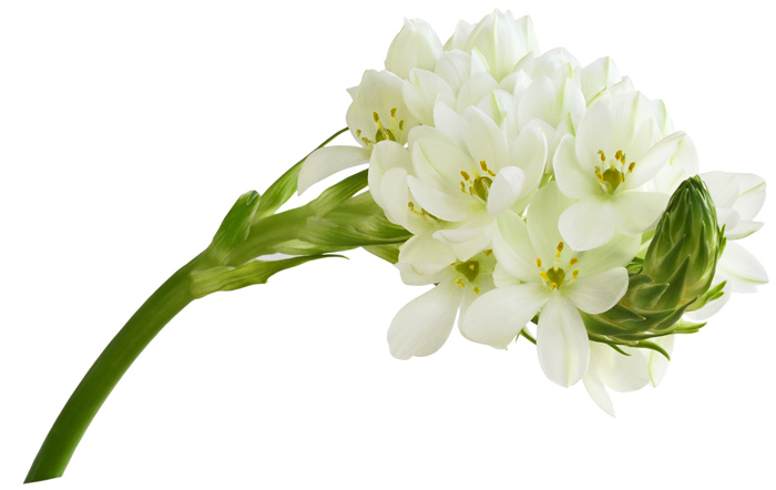 ornithogale blanc