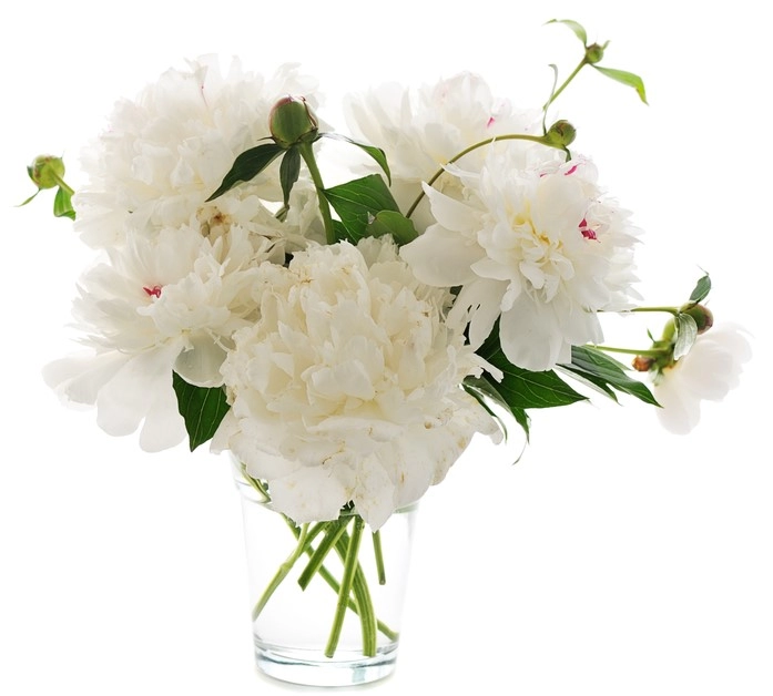pivoines blanches