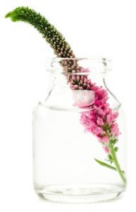 tige veronique à épi rose