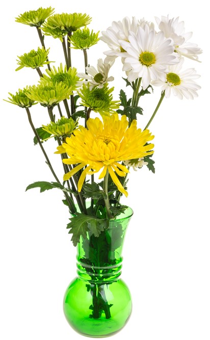 variétés de chrysanthèmes