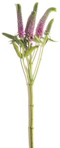 veronica spicata rose