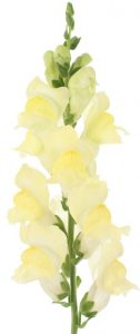 antirrhinum majus blanc