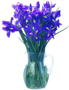 bouquet blue purple iris