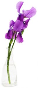iris barbata violet