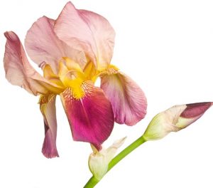 iris rose et jaune
