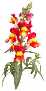 Yellow, red and orange snapdragon flowers isolated on white