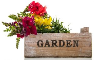 muflier des jardins – garden snapdragon