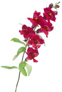 muflier rose fuschia