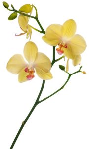 orchidée papillon jaune pâle