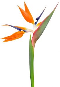 fleur strelitzia orange