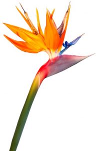 tige de strelitzia