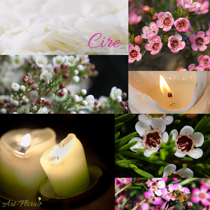 texture cire fleur wax