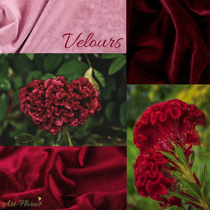 texture velours fleur crête de coq
