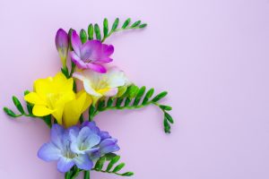 freesia art floral
