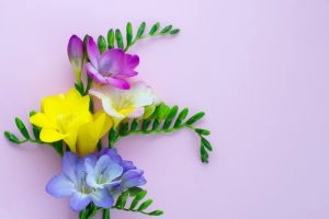 freesia art floral