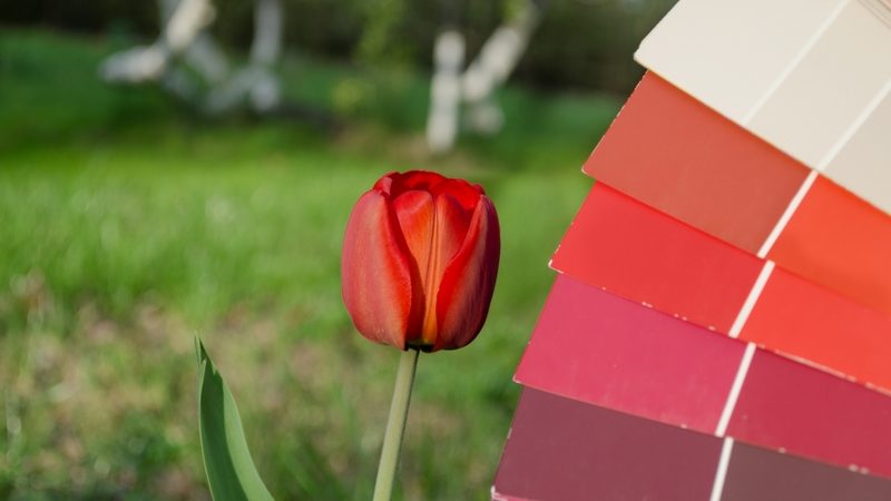 Utiliser les couleurs complémentaires dans ses arrangements de fleurs