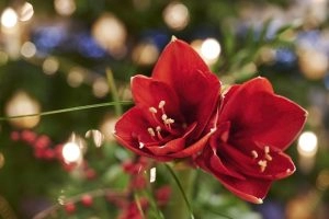amaryllis à Noël