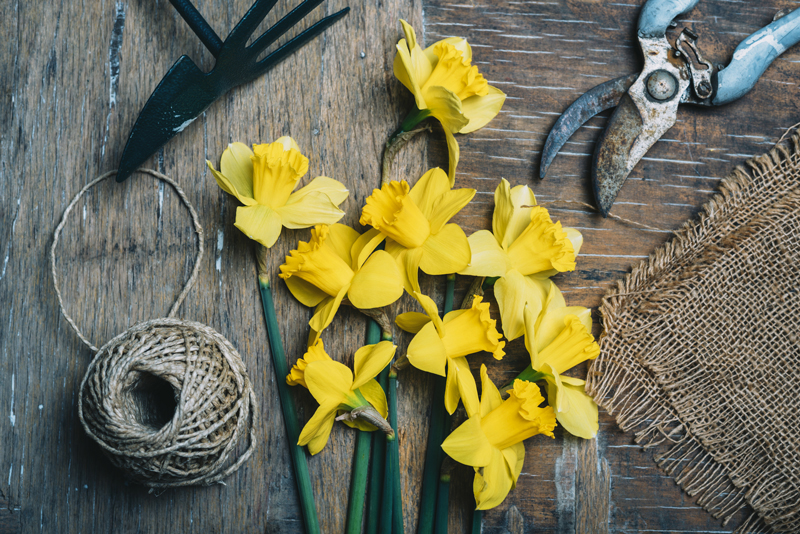 utiliser les jonquilles en art floral