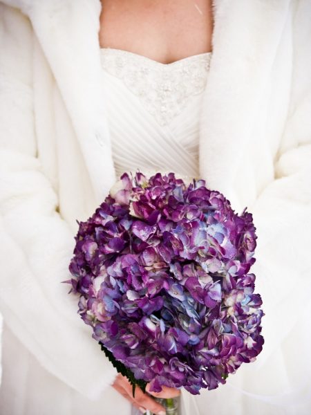 Imposants pompons d'hortensias violets