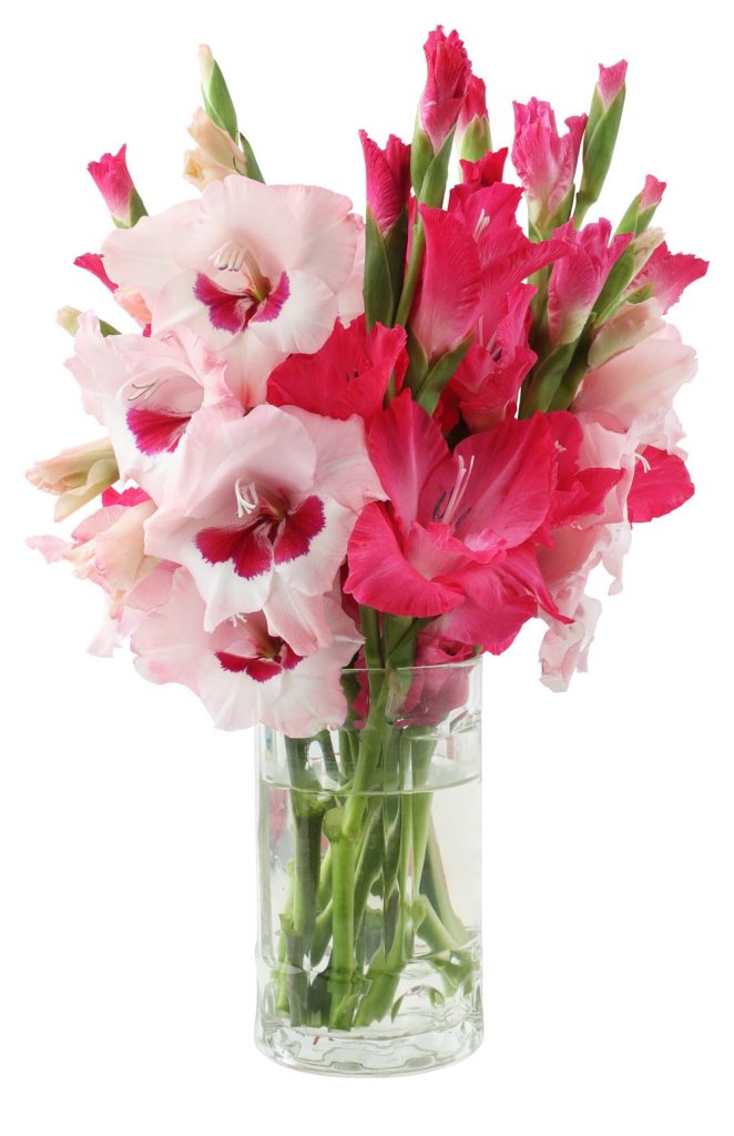 bouquet glaieuls roses