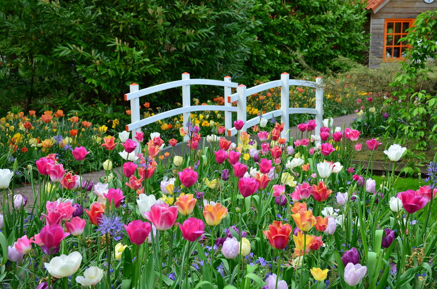 jardin fleuri par des tulipes multicolores