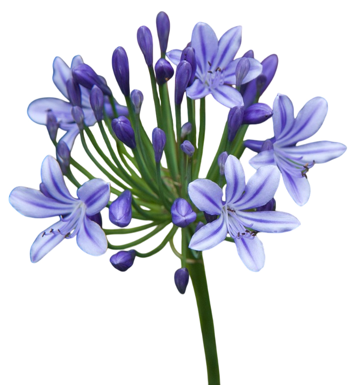 agapanthe