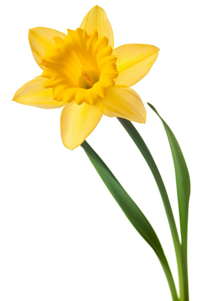 narcisse