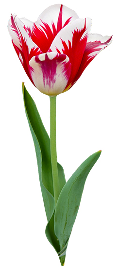tulipe rouge et blanche