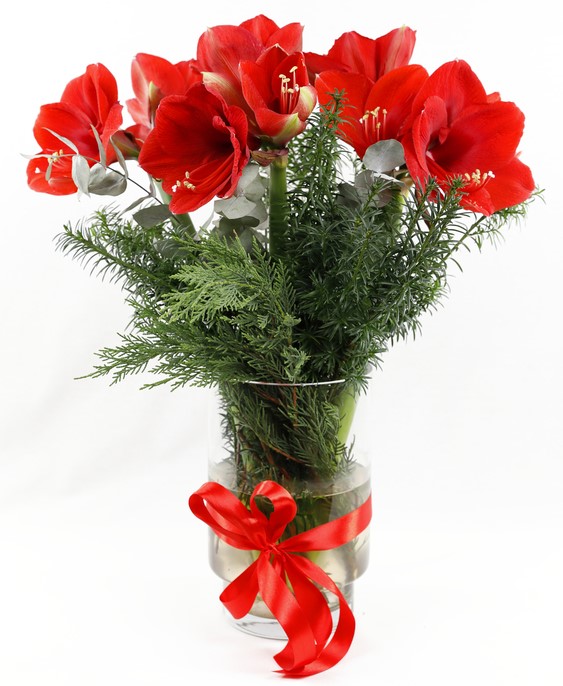 bouquet rouge amaryllis
