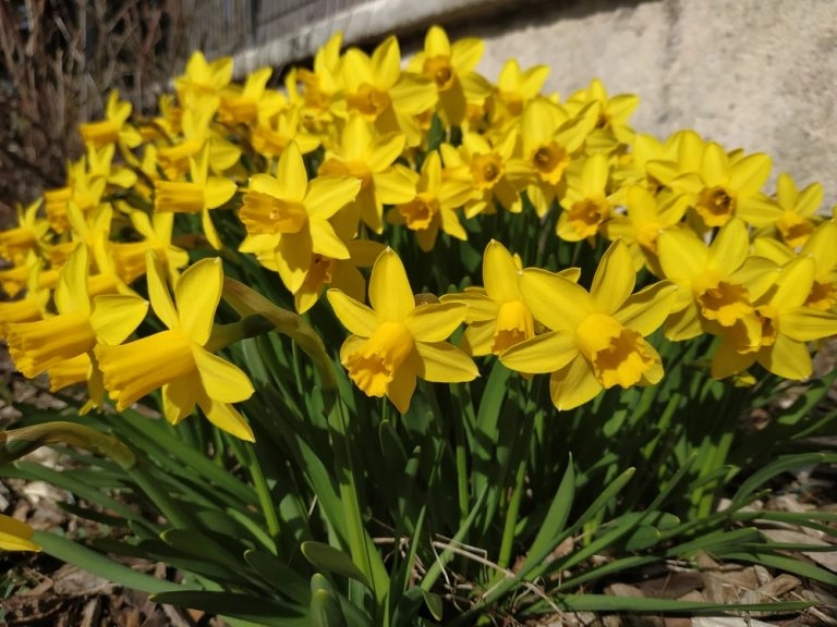 narcisses nains Tête à tête