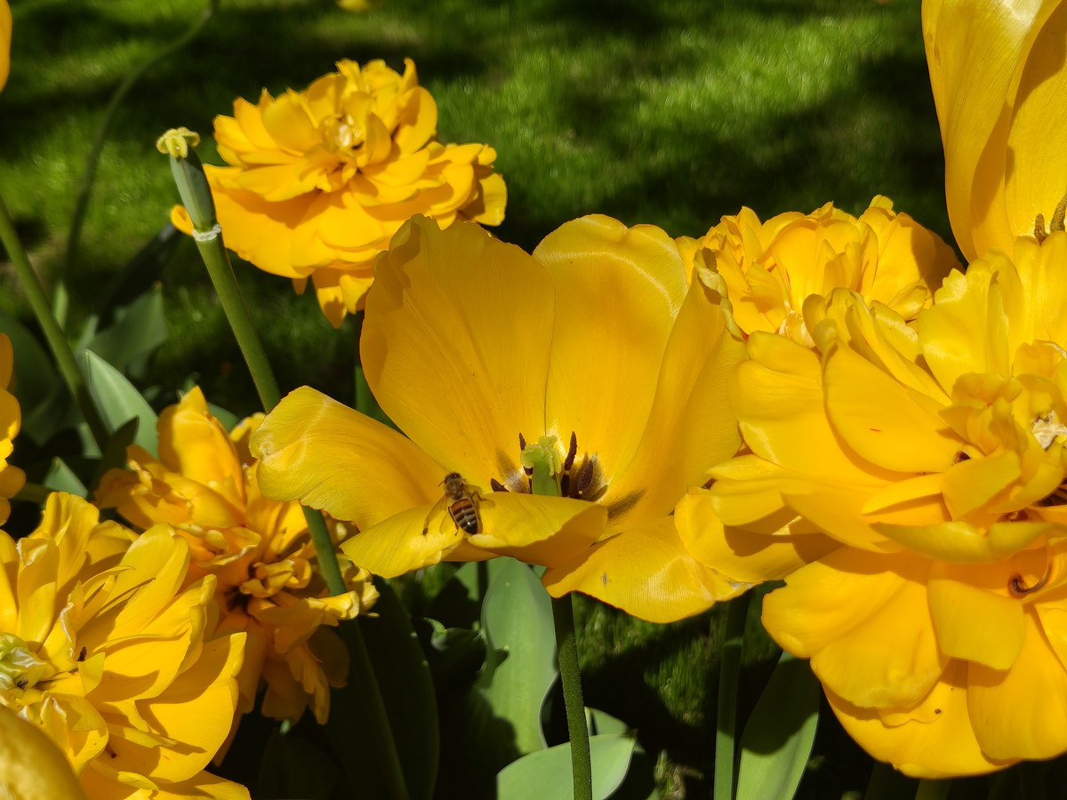 abeille tulipe Keukenhof