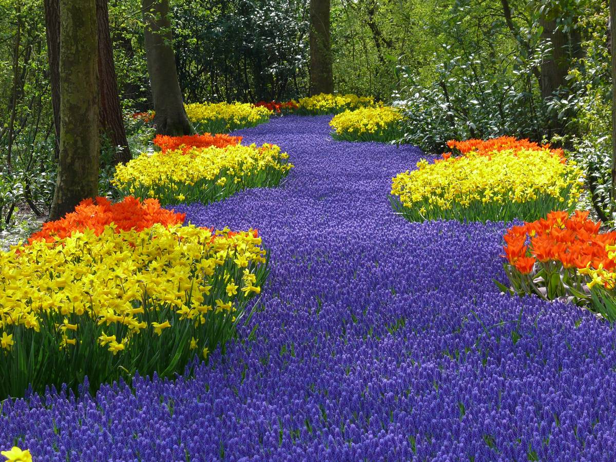 fond d'écran parc de Keukenhof