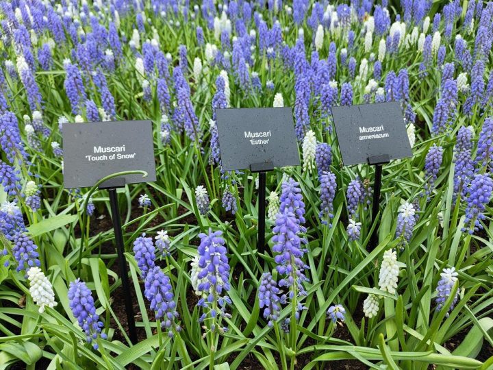 identification de cultivars de muscaris à Keukenhof
