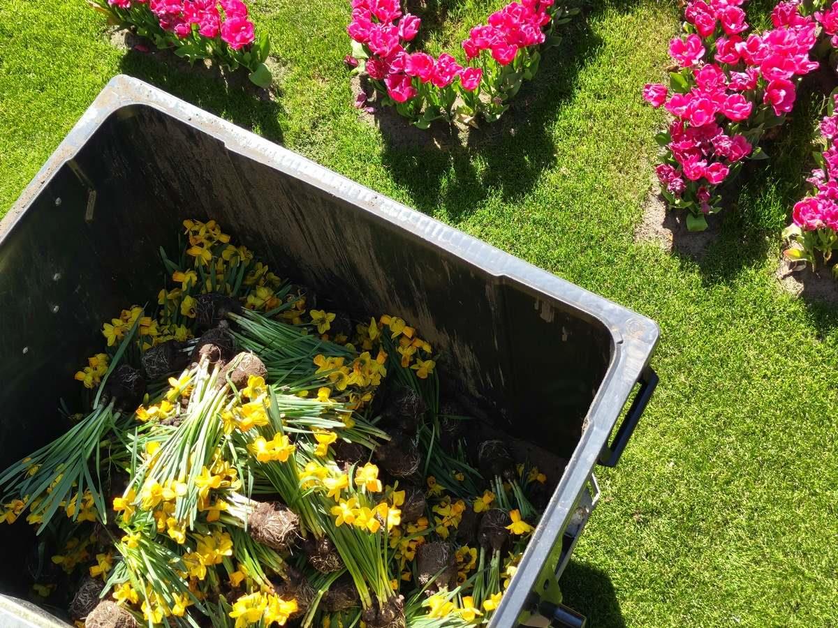 jonquilles jetées Keukenhof