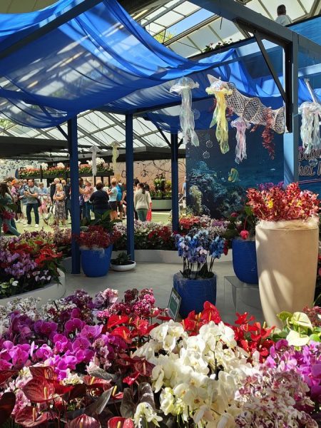 orchidées Keukenhof